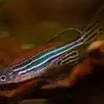 Süni intellekt həqiqətən yaradıcıdırmı? Tədqiqat prosesin görünməsinin qavrayışı necə formalaşdırdığını göstərir