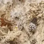 Uzunmüddətli məlumatlardan istifadə edərək “məkan sinxronluğunun” tədqiqi ekoloji tendensiyaları üzə çıxarır və mühafizəni, əkinçiliyi artıra bilər.