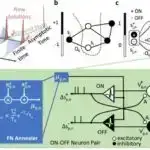 Yeni CAR-T terapiyası odadavamlı lenfoma növü olan xəstələrin yüksək nisbətində müsbət nəticələr əldə edir.