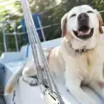 Tədqiqatlar göstərir ki, böcəklər kənd təsərrüfatı və bir çox digər sürücülər səbəbindən yox olur