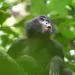 Bağırsaq immun hüceyrəsinin siçanlarda qida allergiyasının qarşısını aldığı aşkar edilib