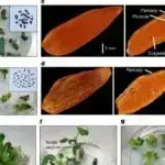 Yeni yanaşma 2D yarımkeçiriciləri dielektriklərlə etibarlı şəkildə birləşdirir