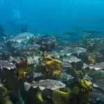 Dairəvi nəfəs işi yaxşılaşmış psixi sağlamlıqla əlaqəli şüurun dəyişdirilmiş vəziyyətlərinə səbəb olur