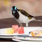 Medicare Advantage planlarında kodlaşdırma fərqləri sığortaçılara 33 milyard dollar artıq gəlir gətirdi, araşdırma tapdı