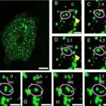 Konqonun Nouabale-Ndoki Milli Parkındakı qorillalar güman edildiyi kimi böcəklər üçün deyil, yer mantarı üçün yer cızırlar.