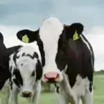 Siçanlar insan xəstələrindən bağırsaq mikrobiotasını qəbul etdikdən sonra fibromiyaljiya bənzər ağrılar inkişaf etdirir