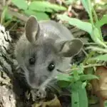 Beynin xaricindəki sinir kök hüceyrələri: Kəşf regenerativ tibb üçün yeni yollar açır