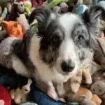 Kiçik maqnit ipək dəmir hissəcikləri dərmanları birbaşa əldə etmək çətin olan xəstəliklərə yönəldə bilər