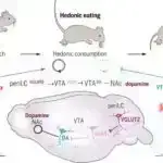 Süni intellekt bizim kimi düşünür – qüsurlar və hər şey: Tədqiqat ChatGPT-nin testlərin yarısında insan qərarlarının qərəzliliyini əks etdirir.