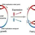 Dizayn zülallarının istehsalı üçün təkmilləşdirilmiş üsul səhv qatlanmanın qarşısını alır