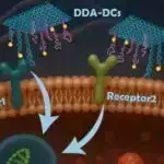 Ümumi katalizator iki müxtəlif forma arasında hərəkət edərək uzun müddətdir mövcud olan fərziyyəni təkmilləşdirir