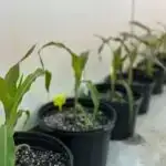 Döş xərçəngi hüceyrələri necə yuxuda olur və illər boyu aşkar edilmir və niyə daha sonra oyanır və metastaz verirlər