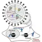 JWST müşahidələri Halqa dumanlığının mərkəzi ulduzunun ətrafında tozlu disk aşkar edir