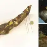 Mürəkkəb mühəndisliyi yanaşması səmərəliliyi artırır və kvant nöqtə əsaslı fotovoltaiklərin xərclərini azaldır