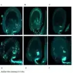 Şəffaf kağız əsaslı material bir ildən az müddətdə qaynar su saxlaya bilər və okeanın dərinliklərində parçalana bilər