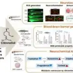 Beyin təsvirinin hüdudlarını itələmək: görüntüləmə agentləri və dərmanların məqsədyönlü çatdırılması üçün yeni bir vasitədir
