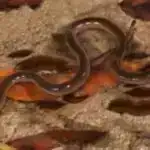 DNT təmir zülalının gözlənilməz quruluşu yeni xərçəng müalicələrinə səbəb ola bilər