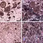 Ölümə yaxın təcrübələrin neyroelmi modeli ardıcıl fizioloji model tapır