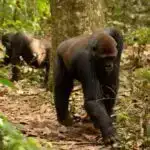 Sitoskeletal filamentlərin əmələ gəlməsi: Alimlər yaraların sağalması üçün vacib olan vimentin filamentləri haqqında yeni təfərrüatlar kəşf edirlər.