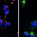 EIEI-Omics: Qarğıdalı genetikasında yeni kəşflər daha məhsuldar, davamlı məhsul yetişdirməyə kömək edə bilər
