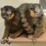 Nəfəs almaq üçün hava nə qədər təhlükəsizdir? ABŞ-da 50 milyon insan bilmir