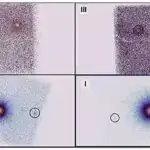 İnsan motor korteksinin mürəkkəb əl yazısını necə kodladığına dair yeni fikir