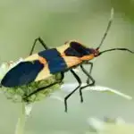 Riyazi model maqnit topoloji yarımmetalda anomal Hall bucağını modullaşdırır