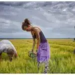 Yeni texnika 1-ci tip diabet xəstələrinə transplantasiya üçün insulin istehsal edən adacık hüceyrələrinin “arxitekturasını” qoruyur.