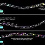 Alimlər tardiqradlara “tatuaj” vurmağın bir yolunu tapıblar