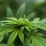 Böyük beyinlər və böyük silsilələr quşları iqlim dəyişikliyindən xilas edə bilməz