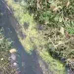 Lemurların beyinlərindəki dəyişikliklər bəzi pis qızları necə gözəl etdi