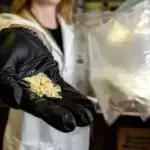 Tədqiqat göstərir ki, diş implantları ətrafındakı ağız toxumasında yayılmış titan mikrohissəcikləri