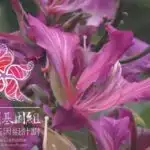 Webb alimlərə günəş sisteminin mənşəyini daha yaxşı anlamağa kömək edir