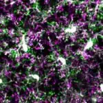 Neytron ulduzlarının birləşmələrini yenidən düşünmək: Tədqiqat maqnit sahələrinin onların salınan tezliklərinə təsirini araşdırır