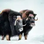 Kimyəvi təkrar emal istifadə edilmiş silikonları təmiz tikinti bloklarına çevirir və sonsuz təkrar istifadə vəd edir.