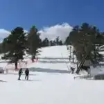 Uşaq və ən yaxşı dostun qarışığı, güc balanssızlığı: itlər sosial şəbəkələrimizə necə uyğun gəlir