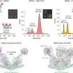 Arxeoloqlar bərabərsizliyin tarixini öyrənmək üçün 50.000 qədim evin ölçüsünü ölçür və müqayisə edirlər