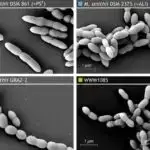 Maltoza-mənfi mayalar alkoqolsuz pivələr üçün yeni ləzzətləri və daha sürətli dəmləmə qabiliyyətini aça bilər.