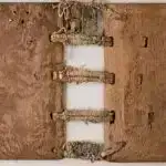 Tədqiqatın nəticələrinə görə, bonobolar insan dilinə bənzər şəkildə zəngləri birləşdirir