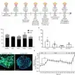 Yeni analiz tapıntıları Makedoniyalı II Filipp deyil, Verginanın Böyük Tumulusunda tapıldı