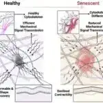 Antiviral saqqız qrip və herpesin yayılmasının azaldılması vəd edir