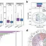 Tədqiqatçılar HPV və tiroid göz xəstəliyi arasında əlaqə tapırlar