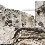 Qavrayışlara gözləntilər necə təsir edir: Songbird tədqiqatı insan nitqinin işlənməsi ilə paralellər aparır