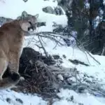 Əzmkarlıq aparatı bir Mars toz şeytanının digərini yediyinin şahidi olur