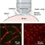 Alimlər miniatür, funksional qaraciyər modellərində rekord artıma nail olurlar