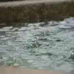 Şəkər siqnalı müalicəsi buğda məhsuldarlığını 12%-ə qədər artıra bilər