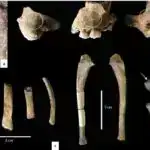 Doğuşa nəzarət yeni analarda depressiya riskini artıra bilərmi?
