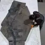 Qədim fosil 100 illik artropod sirrini həll edərək təkamül müəmmasına böyük işıq salır