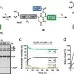 Tədqiqat, dərmanın parçalanma prosesini seçici şəkildə hədəfləmək üçün bir çərçivə təmin edir