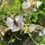 Piylənmənin şiddəti 16 ümumi vəziyyətdə artan risklə əlaqələndirilir